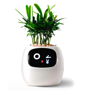 Maceta IVY Inteligencia...