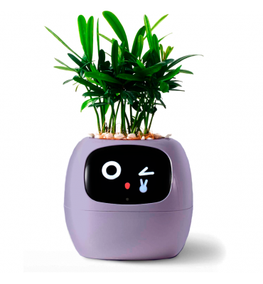 Maceta IVY Inteligencia...